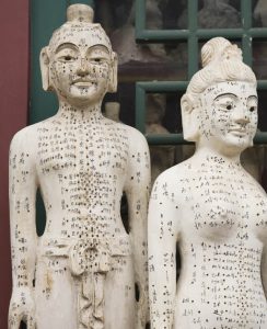 acupuncture anatomical model